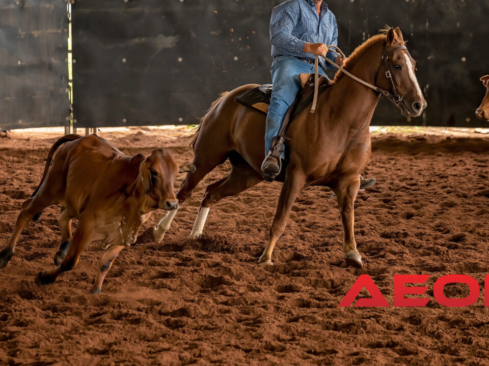 led lighting for horse arenas